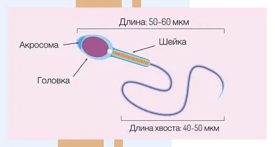 Расшифровка ктг. Ктг по figo: подозрительная - Вопрос гинекологу - 03 Онлайн