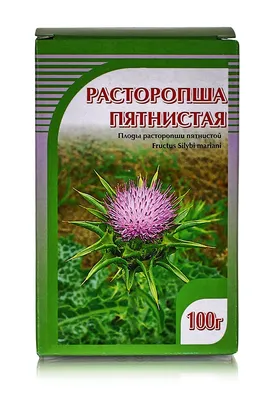 Татарник, Чертополох или Расторопша? Как отличить? | САД ОГОРОД ПОМЕСТЬЕ |  Дзен