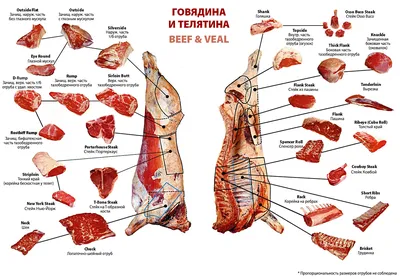 Части туши коровы, мясо, разделка | Chef, Cooking cheat sheet, Useful life  hacks