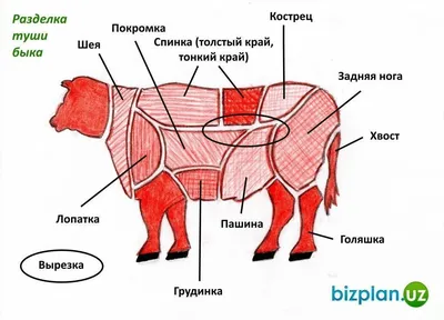 Мясник: истории из жизни, советы, новости, юмор и картинки — Все посты,  страница 3 | Пикабу