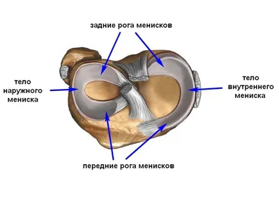 Многопрофильный медицинский центр-Клиника 1 - Повреждение мениска -  лечение, замена Мениск – хрящевая структура в коленном суставе, которая  служит своего рода амортизатором и помогает компенсировать и распределять  равномерно нагрузку на внутрисуставные ...