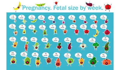 Размеры плода по неделям беременности | Премиум векторы