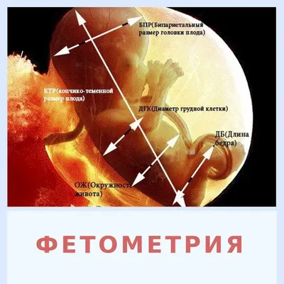 Школа «Легкие роды» | Развитие плода по неделям. | Дзен