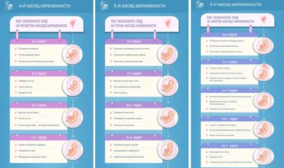 Развитие плода - неделя 27 иллюстрация штока. иллюстрации насчитывающей  изолировано - 58830323