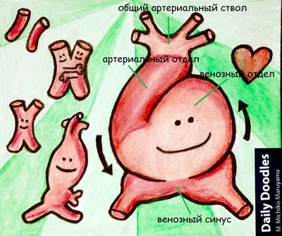 Календарь беременности: 34-я акушерская неделя, развитие плода