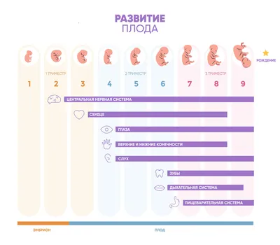 MD Journal - #MDфото Наглядно о развитии головного мозга плода | Facebook