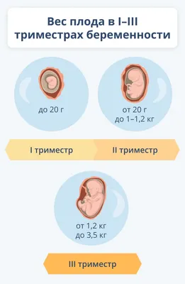 16-я неделя беременности: развитие плода и изменения у мамы