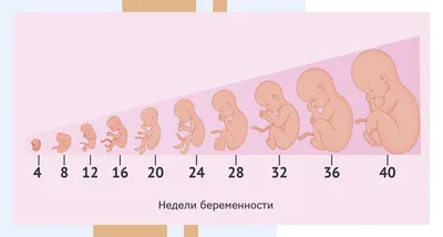 Развитие ребенка в утробе матери по неделям в картинках