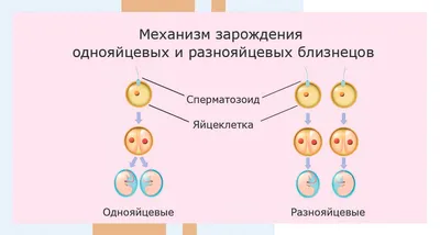 Формирование сердца на ранних сроках беременности. Секреты кровообращения  плода.