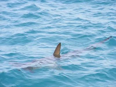 Мегалодон – Carcharodon megalodon – Рыбы – Динозавры