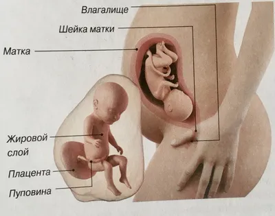 3-й триместр. Неделя 27. Малыш открывает глаза! - Иркутский городской  перинатальный центр имени Малиновского М.С.