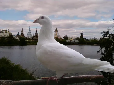 Спускал на птиц все сэкономленные деньги. Как белорусский селекционер стал  разводить необычные породы голубей?