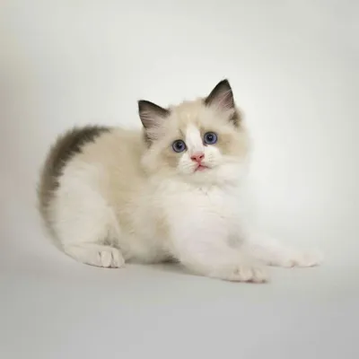 Ragdoll-katzen | Premium-Foto