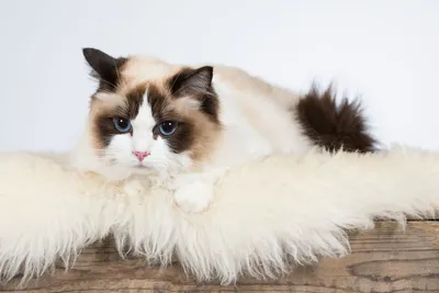 Ragdoll Cat | Breed History, Personality, and Care - Pumpkin®