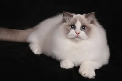 Ragdoll Cat Pictures | Download Free Images on Unsplash