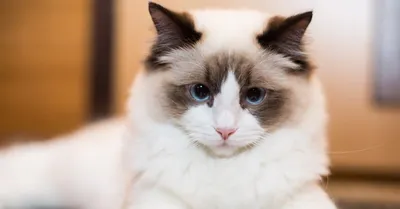 Premium Photo | Young adult fluffy white purebred ragdoll cat with blue  eyes laying on the floor looking at camera