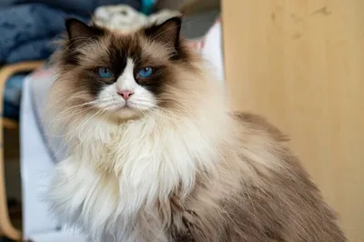 Ragdoll-Katzen – das müssen Sie wissen | Miamor