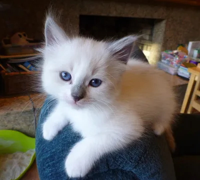 Cute ragdoll kitten on red velvet on Craiyon