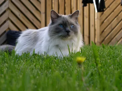 Ragdoll kitten photo shoot indoors. 11 week old ragdoll kitten. Stock-Foto  | Adobe Stock