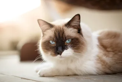 Premium Photo | Young adult fluffy white purebred ragdoll cat with blue  eyes staring at the camera