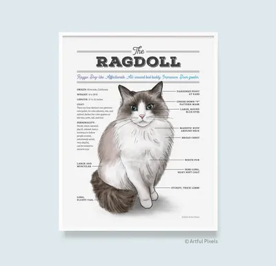 Ragdoll cat on grey background Stock Photo - Alamy