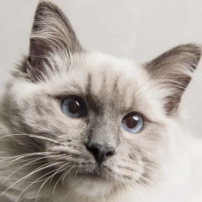 Young adult Ragdoll cat sitting frontal on black background Stock-Foto |  Adobe Stock