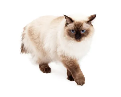 ragdoll cat illustration ai generated 24601751 Stock Photo at Vecteezy