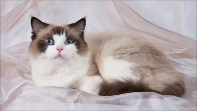 Кошки породы РЭГДОЛЛ (Ragdoll cats) | Facebook