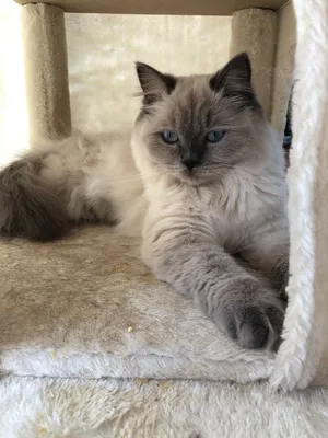 Porträt Einer Ragdoll Katze Stockbild - Bild von schön, blau: 29029349