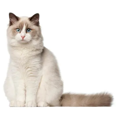 11 Cute Pictures of Ragdoll Cats