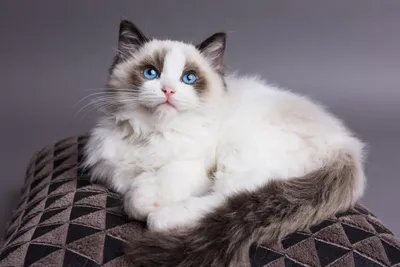 Ragdoll stare. What's going on in there? : r/ragdolls