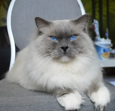 Sanfte Riesen: Ragdoll-Katzen sind liebenswerte Begleiter