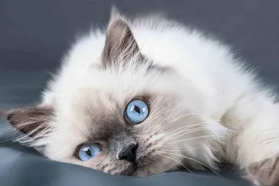 Ragdoll Rasse - Aussehen und Charakter der Katzen - LucyBalu