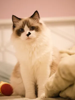 Ragdoll kitten photo shoot indoors. 11 week old ragdoll kitten. Stock-Foto  | Adobe Stock