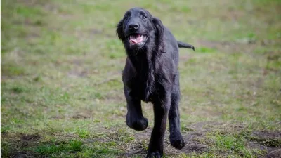 Золотистый ретривер (Golden Retriever) - это умная, энергичная и  дружелюбная порода собак. Фото, описание, цены, отзывы владельцев.