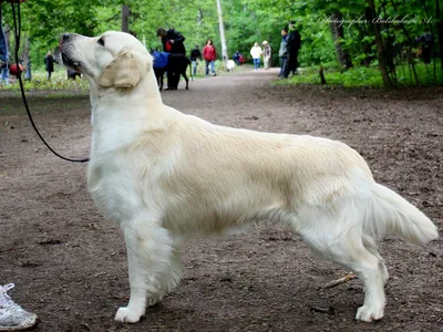 Фигурка Детское Время Animal Золотистый ретривер - цена, фото,  характеристики