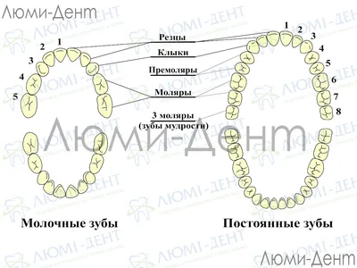 Как помочь ребёнку, у которого режутся зубы - Лайфхакер