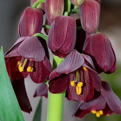 Рябчик императорский / Fritillaria imperialis | отзывы