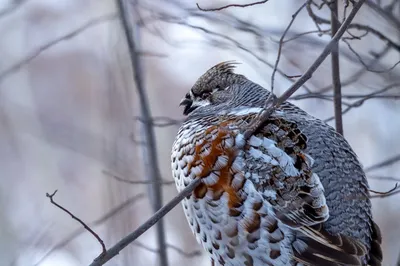 Рябчик. Фотограф alexdersu