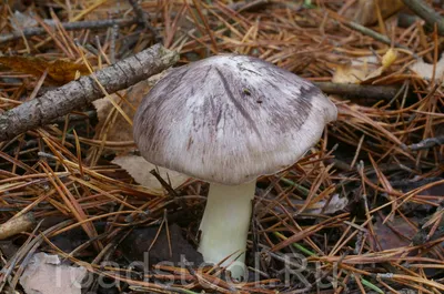 Рядовка серая, Tricholoma portentosum - Грибы Средней Полосы