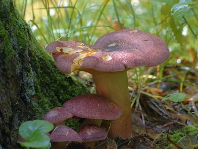 Фотокаталог грибов: Рядовка ядовитая (Tricholoma pardalotum)