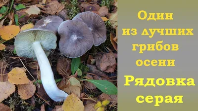 Вячеслав Степанов: Грибы Калужской области - Рядовка желто-красная  (Tricholomopsis rutilans)