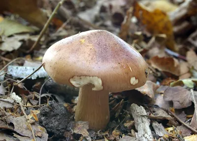 Рядовка перевязанная (Tricholoma focale) – Грибы Сибири