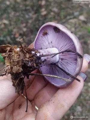 Tricholoma fulvum, Рядовка желто-бурая