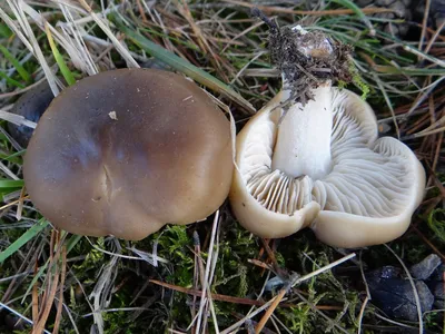 Рядовка землистая, Tricholoma terreum - Грибы Средней Полосы