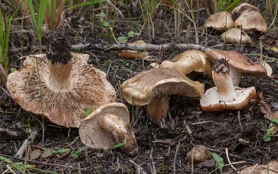 Рядовка тополевая (Tricholoma populinum) – Грибы Сибири [Вложение: 12655]