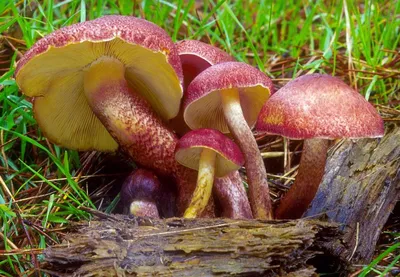 Рядовка коричневая (Tricholoma imbricatum) описание фото