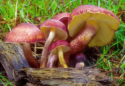 Мицелий Рядовки чешуйчатой / Сластушка (Tricholoma imbricatum)