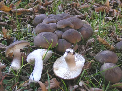 Вячеслав Степанов: Грибы Калужской области -Рядовка отличающаяся  (Tricholoma sejunctum)