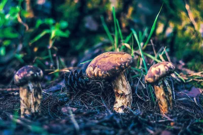 Рядовка частопластинковая (Tricholoma stiparophyllum) – Грибы Сибири